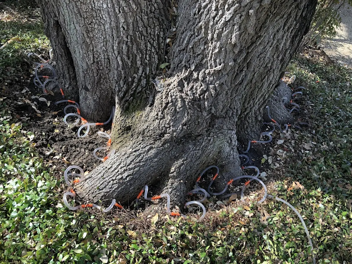 Detailed Tree Cabling and Bracing job site in Markham