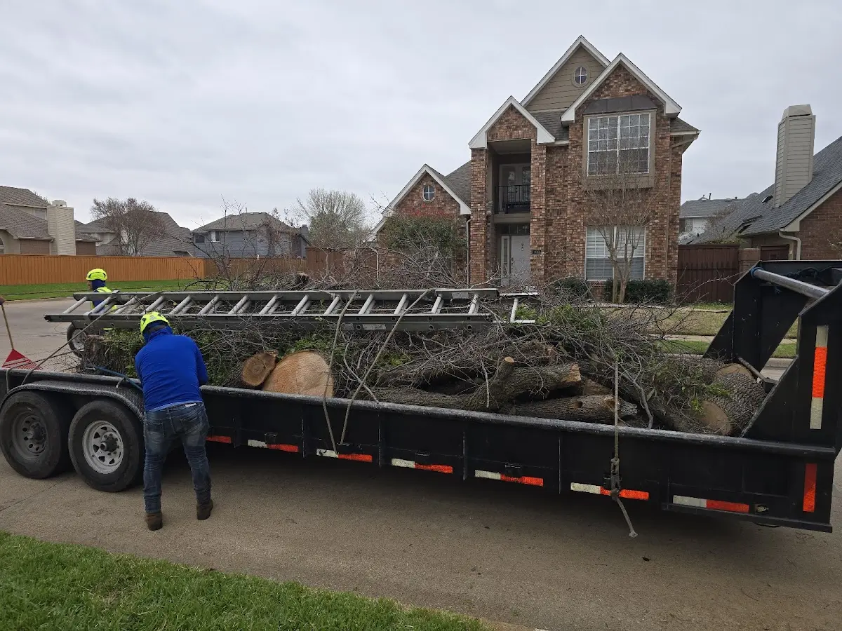 Expert Deadwooding with proper safety equipment in Markham